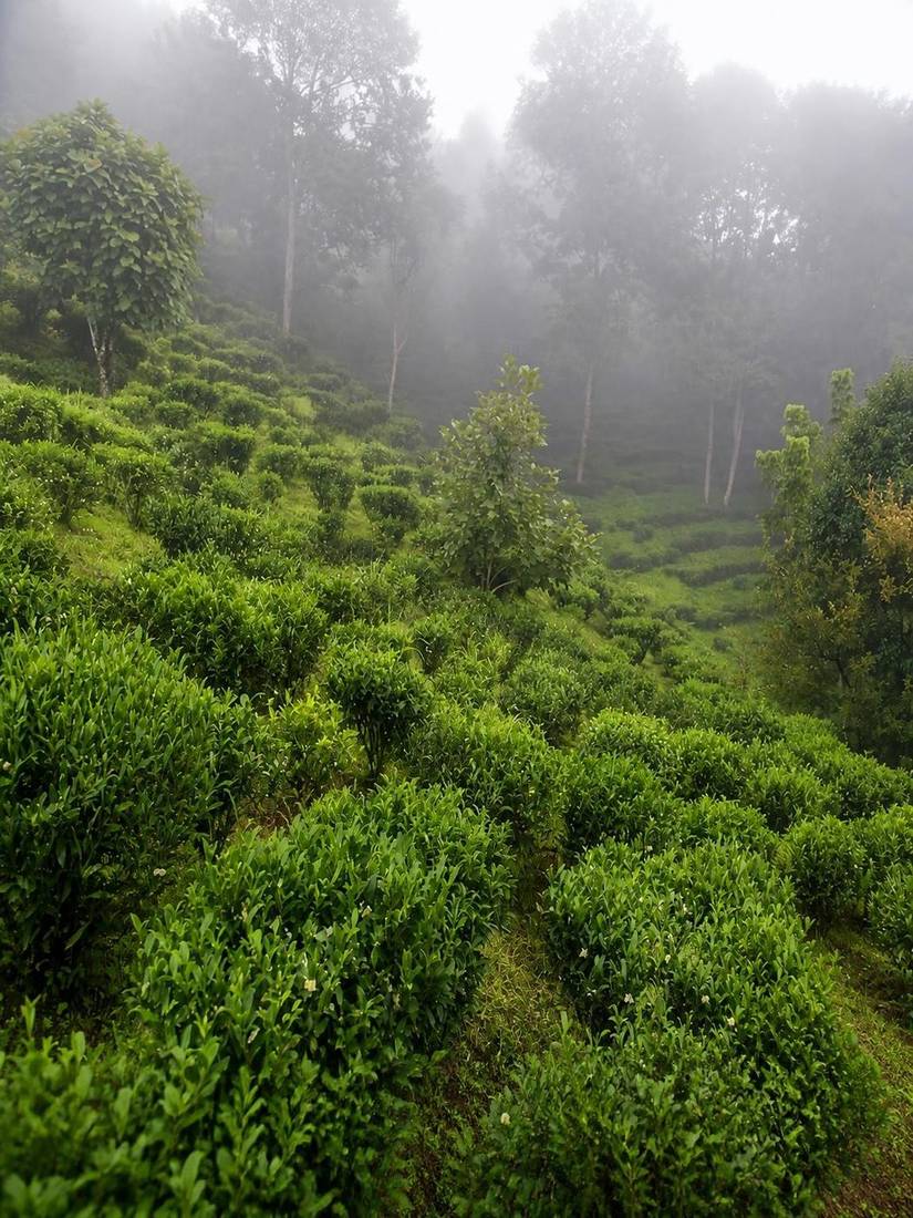 Humid, misty tea fields in Japan suited to growing matcha