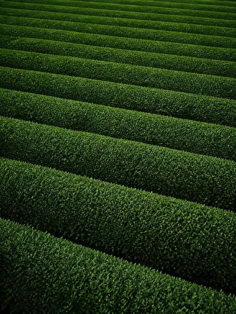 Coastal tea fields near the Pacific benefiting from a sea breeze microclimate