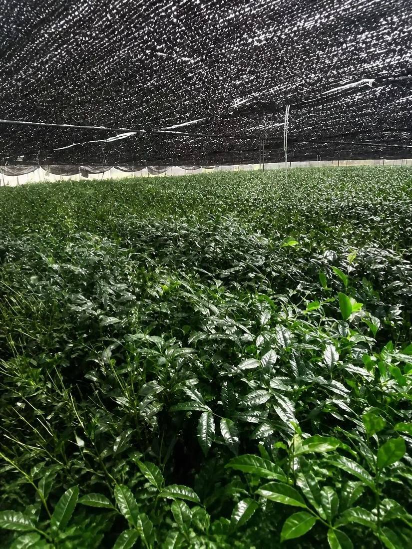 Tea rows under shade cloth before matcha harvest